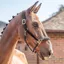 Henry James Comfort 3D Air Headcollar - Havana Brown